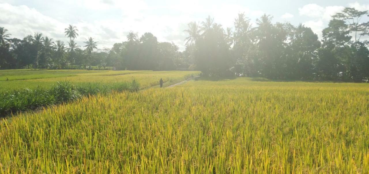 Vila Amara Giri I Ubud Exteriér fotografie